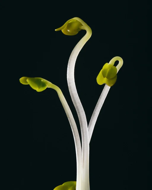 Nomio Prestationsdryck 4 x 60 ml 